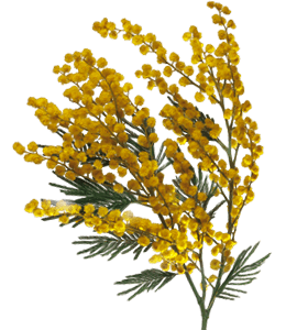 Goldenrod Flowers