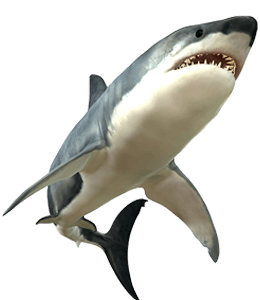 Gray color shark