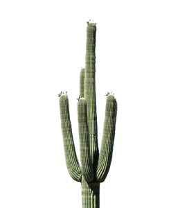 Green giant cactus