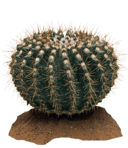 Green hedgehog cactus