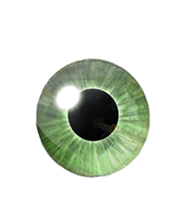 Green iris of human eye