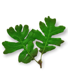 Green oak leaf