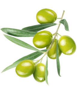 Bunch of green olives