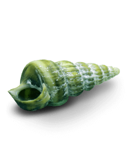 Green sea shell