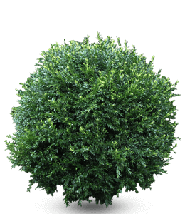 Green shrub