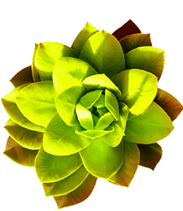 Green succulent flower