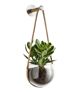 Green succulent in hanging glass pot