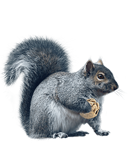 Grey Squirrel Animal