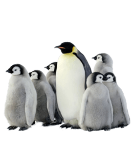 Group of penguin