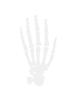 Hand bone of human