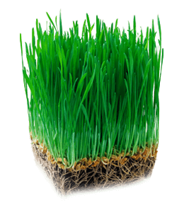 Healthy wheatgrass
