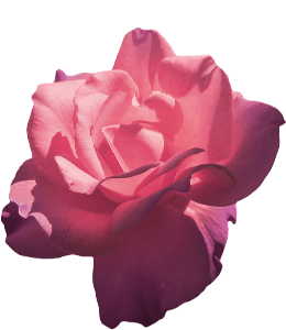 Hybrid tea rose flower