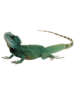 Iguana green