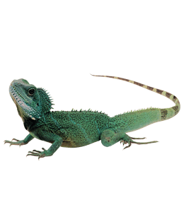 Iguana Green color hex code is #006E66