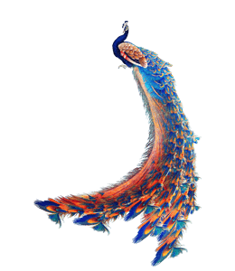 Illustration of the peacock bird