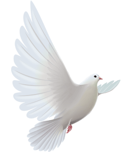 Illustration of white dove
