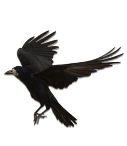 Indian black crow