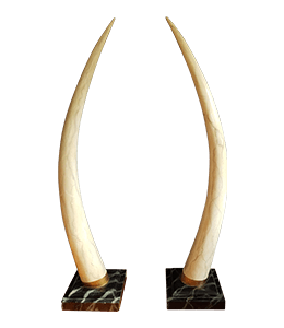 Ivory Elephant Old Horn