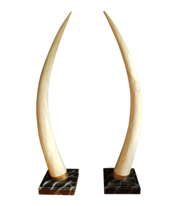 Ivory tusks