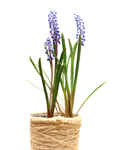 Jute flowerpot with lavender grass