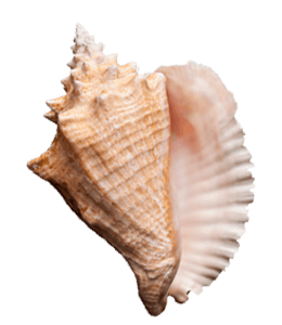 Large Conch from the sea
