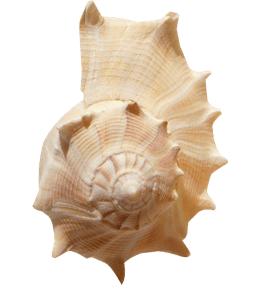 Large seashell