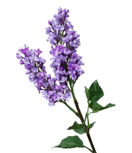Lavender dark purple flowers
