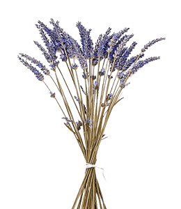 Lavender dried flowers