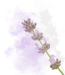 Lavender flower stick and fog