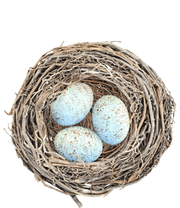 Light blue robin eggs in the nest