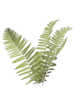 Light green color fern leaves