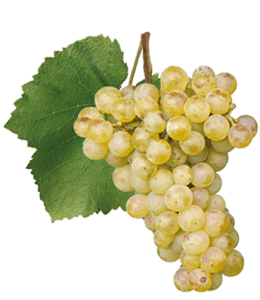 Light green-yellow grapes for production of wine
