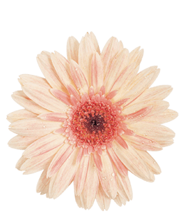 Light peach color gerbera flower with water drops