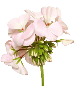 Light pink geranium flower