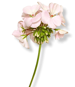 Light pink geranium flowers