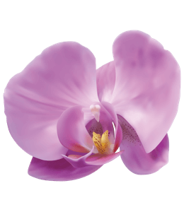Light purple orchid