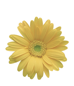 Light yellow gerbera flower