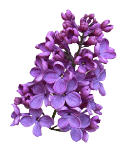 Lilac flower bunch