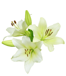 Lilly flowers