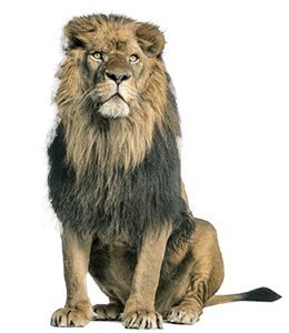 Lion Animal