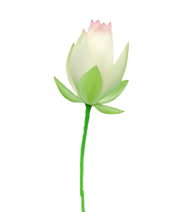 Beautiful lotus bud