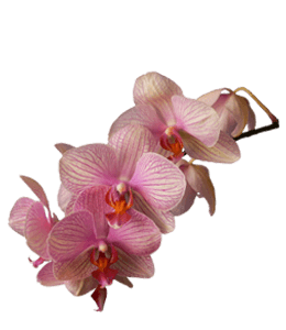 Lovely orchid flowers