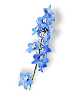Lupine blue flowers