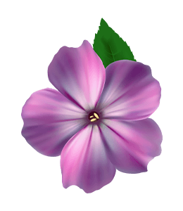 Magenta Petaled Flower