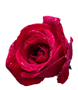 Magenta rose with water drops