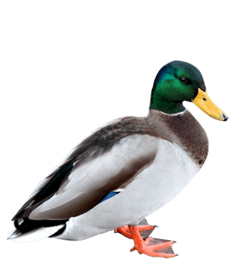 Beautiful mallard duck