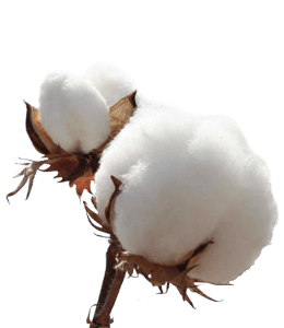 Matured Cotton Flowers