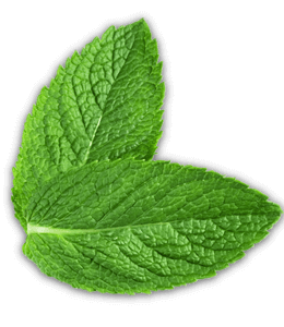 Mint leaf