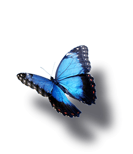 Monarch Blue Butterfly