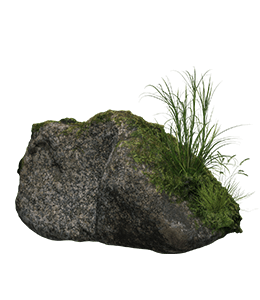 Moss on Rock
